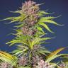 Купить семена Auto Bruce Banner feminised Ganja Seeds