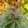 Auto Caiera feminised GanjaVIP Seeds