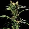 семена конопли курьером Arjan's Strawberry Haze feminised Green House Seeds