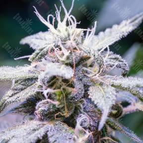 Himalaya Blue Diesel regular Ganja Seeds