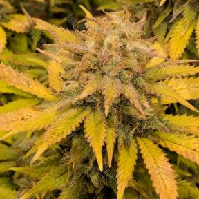 Aurora Indica feminised Nirvana Seeds