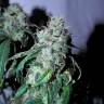 семена конопли в фирменной упаковке Psicodelicia feminised Sweet Seeds