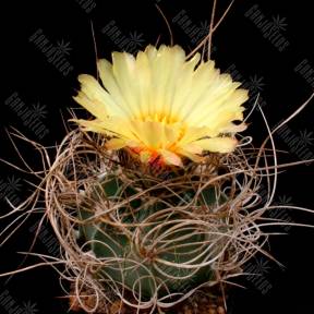 Astrophytum senile var. ferox