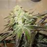 Head Band feminised Ganja Seeds семена каннабиса купить у надежного партнера 