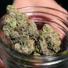 Head Band feminised Ganja Seeds купить семена каннабиса
