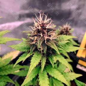 Auto Black Opium feminised Ganja Seeds
