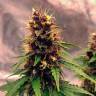 магазин семян конопли Auto Black Opium feminised Ganja Seeds