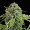 Auto Elektra feminised GanjaVIP Seeds