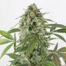 Auto Elektra feminised GanjaVIP Seeds
