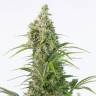 Auto Elektra feminised GanjaVIP Seeds