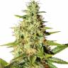 Auto Elektra feminised GanjaVIP Seeds
