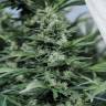 семена конопли марихуаны Sour Diesel #2 feminised Humboldt Seeds