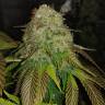 семена конопли для курения Sour Diesel #2 feminised Humboldt Seeds