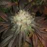 семена конопли аутдор Sour Diesel #2 feminised Humboldt Seeds