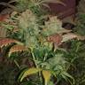 семена конопли в интернете Sour Diesel #2 feminised Humboldt Seeds