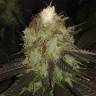 семена конопли для выращивания Sour Diesel #2 feminised Humboldt Seeds