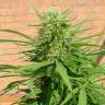 семена индийской конопли Auto Dr. Grinspoon feminised
