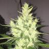 семена конопли индика Auto Dr. Grinspoon feminised