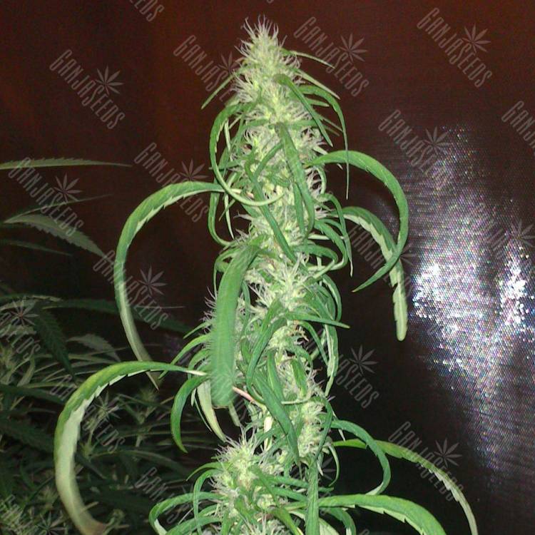 семена конопли курьером Auto Dr. Grinspoon feminised