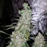 семена конопли медицинской Auto Dr. Grinspoon feminised