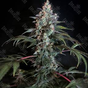Auto White Russian XXL feminised Ganja Seeds