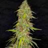 купить семена конопли Auto White Russian XXL feminised