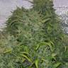 семена конопли Auto White Russian XXL feminised