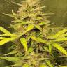 семена конопли заказать на сайте Auto White Russian XXL feminised