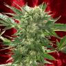 семена сортовой конопли Auto White Russian XXL feminised