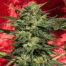 семена конопли феминизированные Auto White Russian XXL feminised