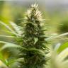 Auto Kronos feminised GanjaVIP Seeds