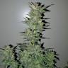 семена конопли сорта сатива Neville's Haze feminised Green House Seeds