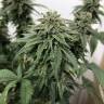 семена культурной конопли купить Jack regular Ganja Seeds