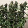 семена конопли сорта сатива Jack regular Ganja Seeds