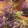 хорошие семена конопли Blue Mystic feminised Nirvana Seeds