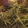 конопля семена сорта заказать Blue Mystic feminised Nirvana Seeds
