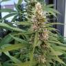 семена конопли в оригинальных упаковках S.A.D. Sweet Afgani Delicious F1 Fast Version feminised Sweet Seeds