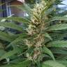 урожайные семена конопли S.A.D. Sweet Afgani Delicious F1 Fast Version feminised Sweet Seeds