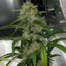 семена конопли недорого Auto Dos-Si-Dos feminised Ganja Seeds