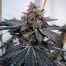семена конопли отзывы Auto Dos-Si-Dos feminised Ganja Seeds