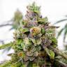 интернет магазин семян конопли Auto Dos-Si-Dos feminised Ganja Seeds