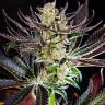 семена конопли сорта Auto Dos-Si-Dos feminised Ganja Seeds