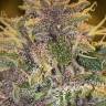 мощные сорта конопли Auto White Berry feminised мощные сорта конопли Auto White Berry feminised