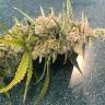 Auto Magik feminised GanjaVIP Seeds