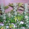 семена конопли скороспелый купить Auto CBD Northern Lights feminised Ganja Seeds