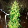 семена конопли дешево Auto CBD Northern Lights feminised Ganja Seeds