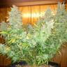 семена конопли аутдор Auto CBD Northern Lights feminised