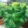 семена конопли элитных сортов Auto CBD Northern Lights feminised