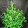 семена конопли марихуаны Auto CBD Northern Lights feminised