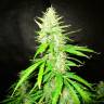 семена конопли для выращивания Auto CBD Northern Lights feminised